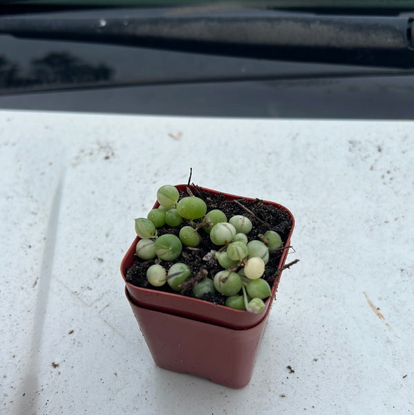6 inch Potted Varigated String of pearls