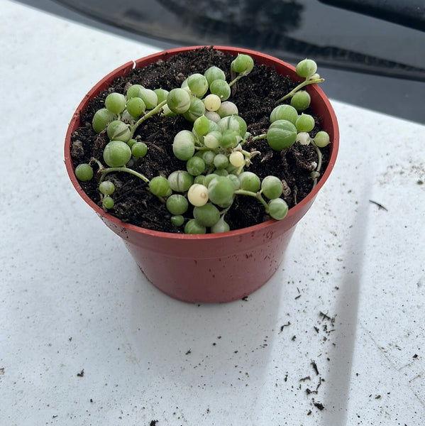6 inch Potted Varigated String of pearls