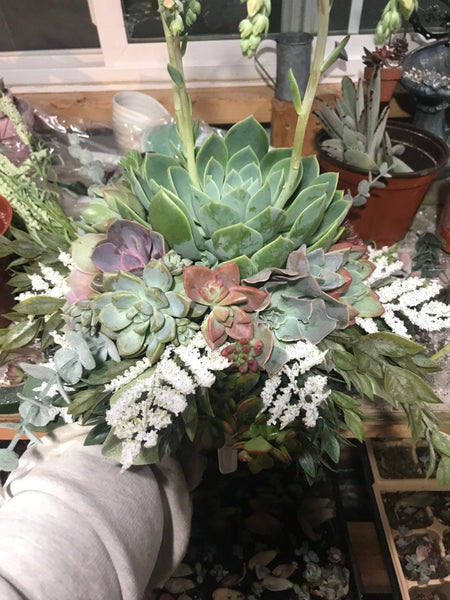 Succulent Bouquet | Bridal Bouquet | Live Succulent Bouquet | Wedding Bouquet