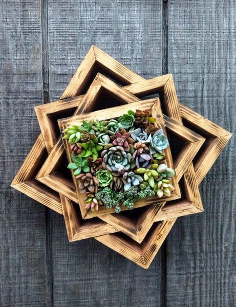 Succulent Hanging Planter