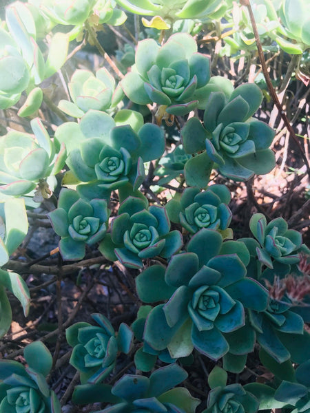 aeonium decorum cuttings