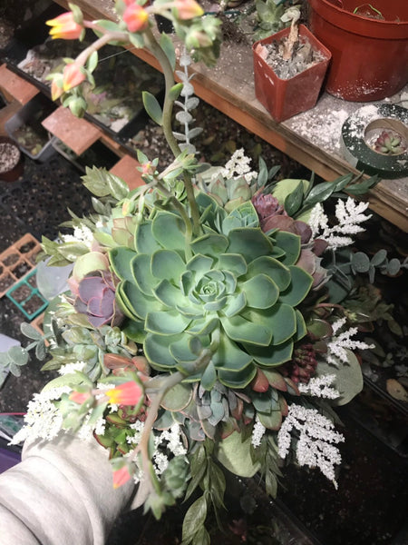 Succulent Bouquet | Bridal Bouquet | Live Succulent Bouquet | Wedding Bouquet