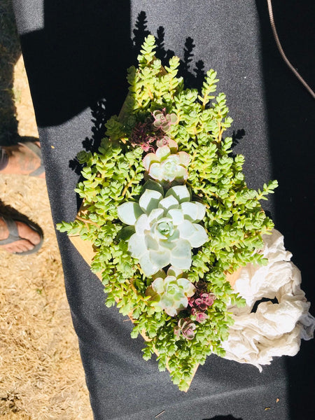 diamond shaped planter with succulents|succulent planter|succulent arrangement|succulent centerpiece|party favors|bridal favors |succulents