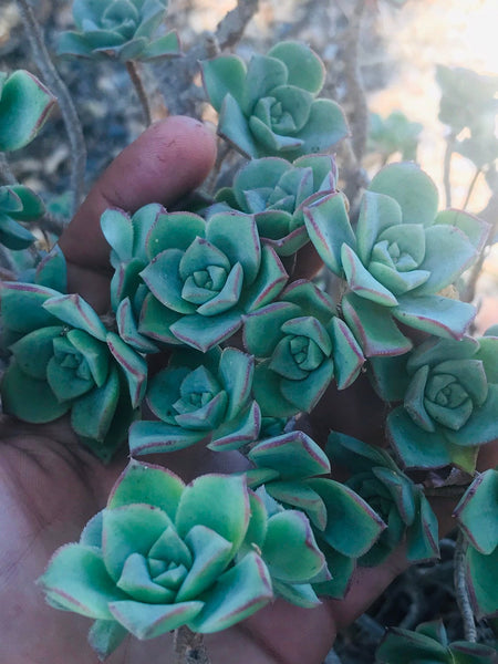 aeonium decorum cuttings
