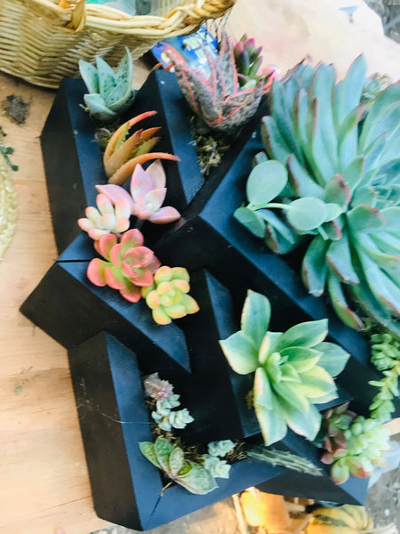 A Black Succulent Arrangement |Succulent Planters |succulent gifts|Sympathy Gift , client gifts,