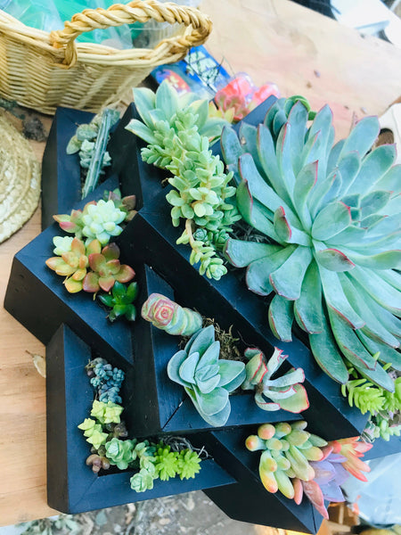 A Black Succulent Arrangement |Succulent Planters |succulent gifts|Sympathy Gift , client gifts,