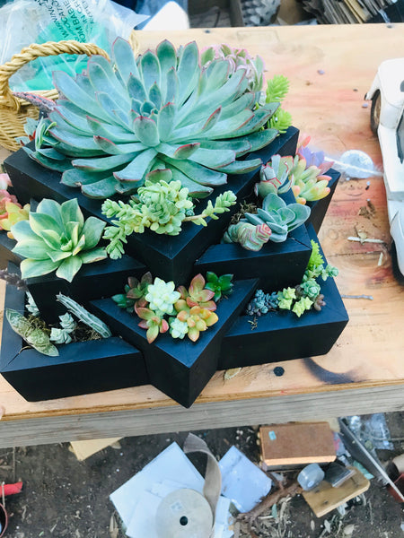A Black Succulent Arrangement |Succulent Planters |succulent gifts|Sympathy Gift , client gifts,