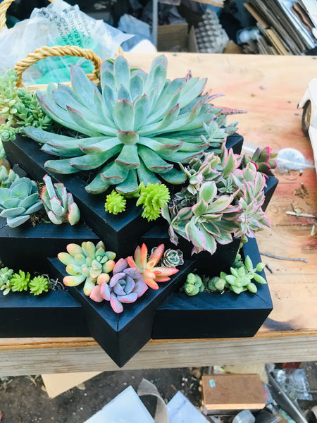 A Black Succulent Arrangement |Succulent Planters |succulent gifts|Sympathy Gift , client gifts,