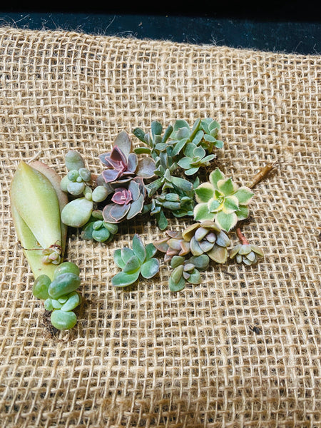 10 pack of Pixie Baby succulents