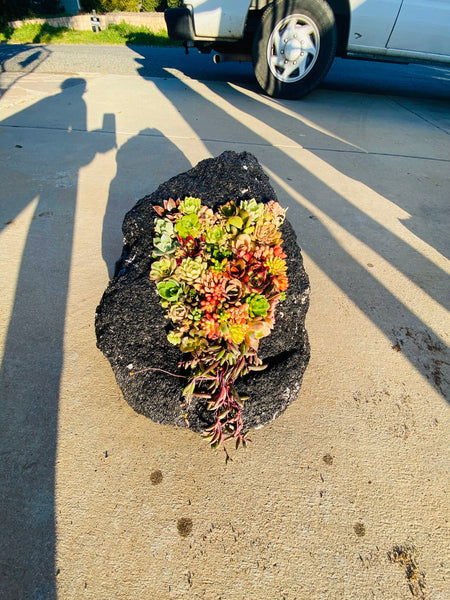 Feather Rock Succulent Arrangement