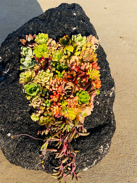 Feather Rock Succulent Arrangement