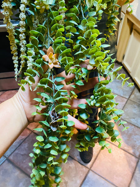 Large Succulent filled bouquet |bride|bouquet|weddings |centerpieces |bridal|live succulents|