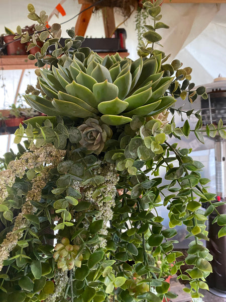 Large Succulent filled bouquet |bride|bouquet|weddings |centerpieces |bridal|live succulents|