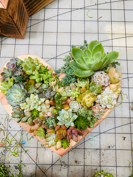 8 inch A-Z succulent monogram letter arrangement