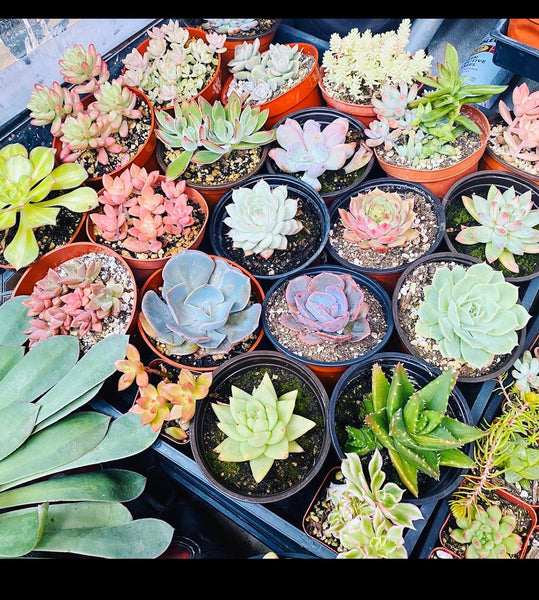 4 Inch Succulent Gift Pack