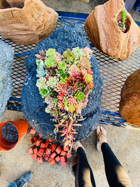 Feather Rock Succulent Arrangement