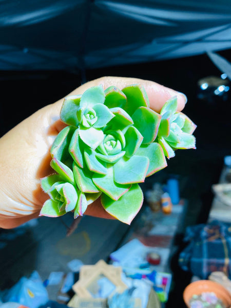 aeonium decorum cuttings