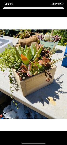 Succulent Planter Boxes , Sympathy Gift , Birthday Gifts , Christmas Gifts, Client , Giftbox, Succulent Arrangements ,