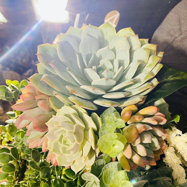 Succulent Bouquet , bridal bouquet , wedding arrangements , centerpieces , weddings , gifts