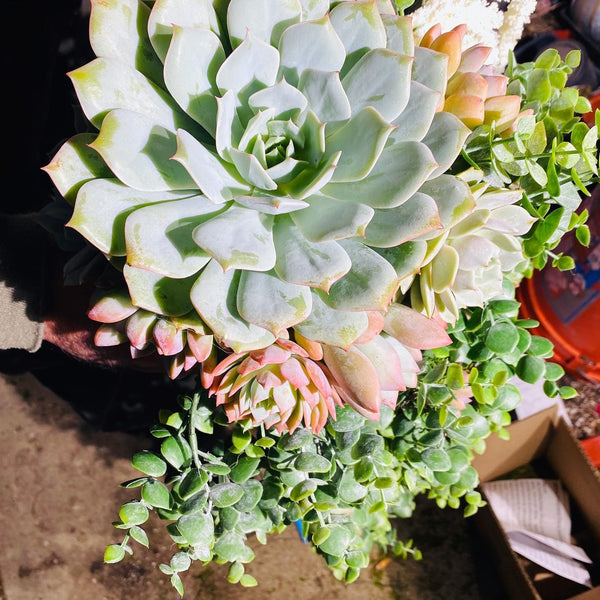 Succulent Bouquet , bridal bouquet , wedding arrangements , centerpieces , weddings , gifts