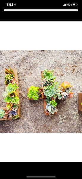 8 inch A-Z succulent monogram letter arrangement