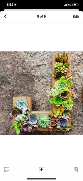 8 inch A-Z succulent monogram letter arrangement