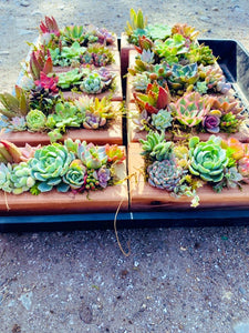 3x6 inch succulent planter , succulent arrangement