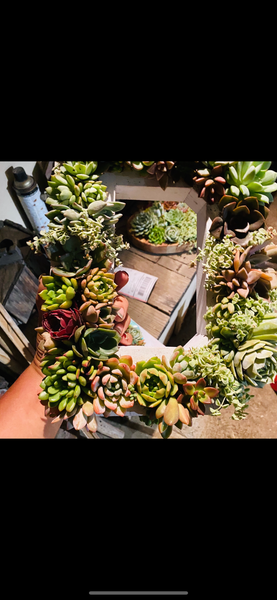 8 inch A-Z succulent monogram letter arrangement