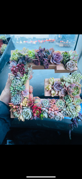 8 inch A-Z succulent monogram letter arrangement