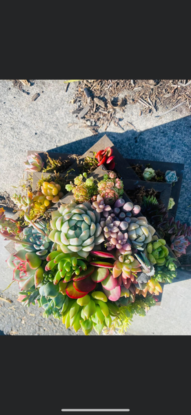 A Succulent arrangement