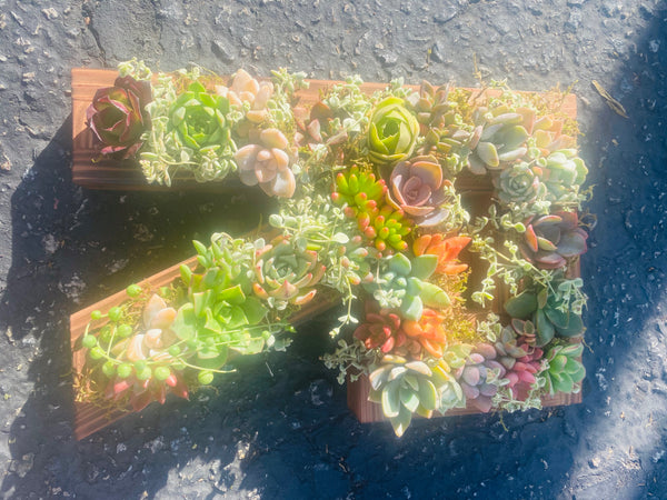 8 inch A-Z succulent monogram letter arrangement