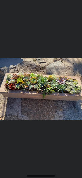 5x5x20 in succulent arrangement planter