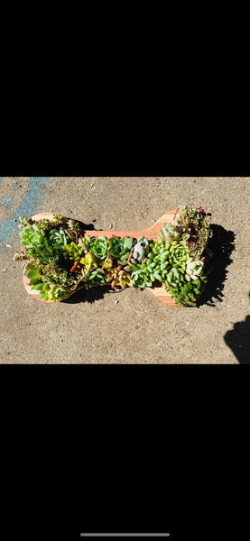 8 inch A-Z succulent monogram letter arrangement