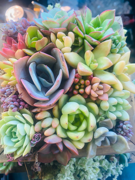 A Succulent arrangement