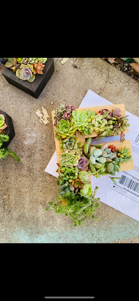 8 inch A-Z succulent monogram letter arrangement