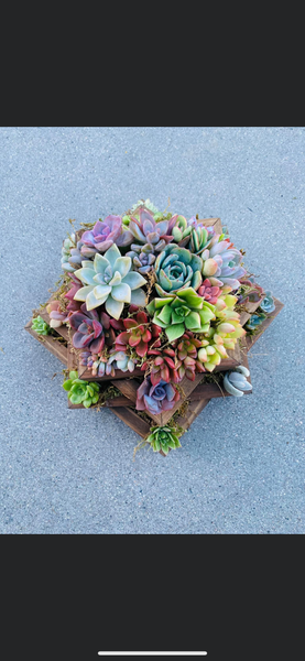 A Succulent arrangement