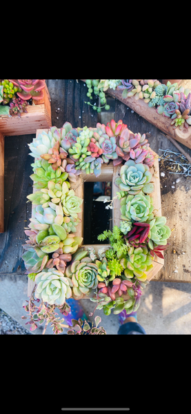 8 inch A-Z succulent monogram letter arrangement