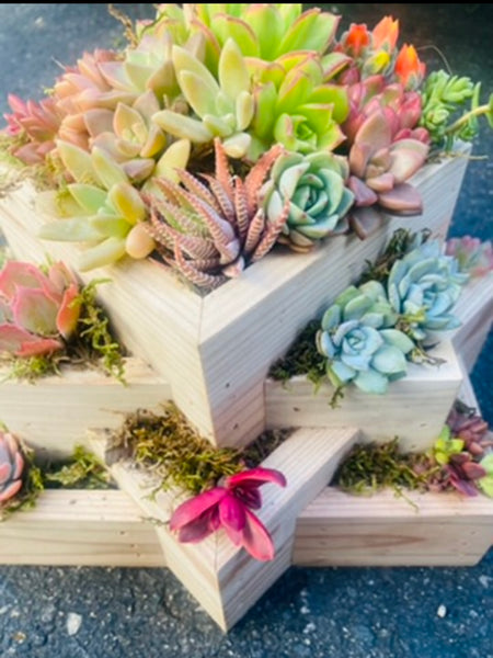 A Succulent arrangement