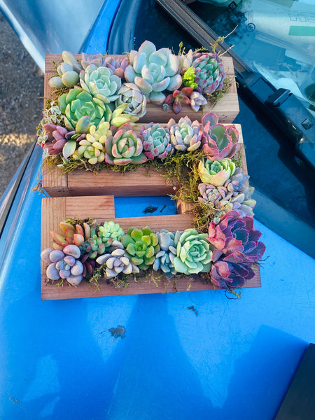 8 inch A-Z succulent monogram letter arrangement