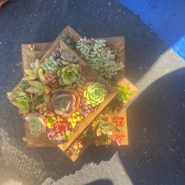 A Succulent arrangement