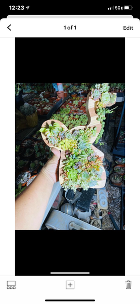 8 inch A-Z succulent monogram letter arrangement