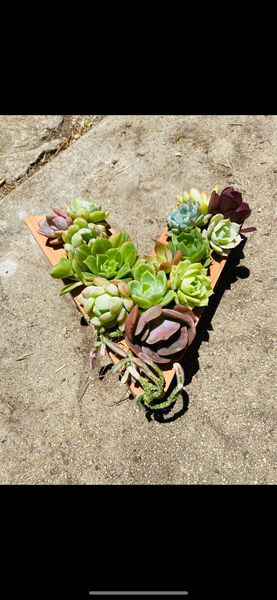 8 inch A-Z succulent monogram letter arrangement