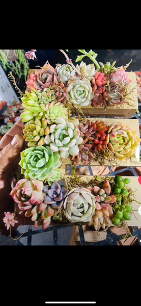 8 inch A-Z succulent monogram letter arrangement