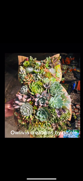 8 inch A-Z succulent monogram letter arrangement