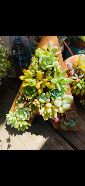 8 inch A-Z succulent monogram letter arrangement