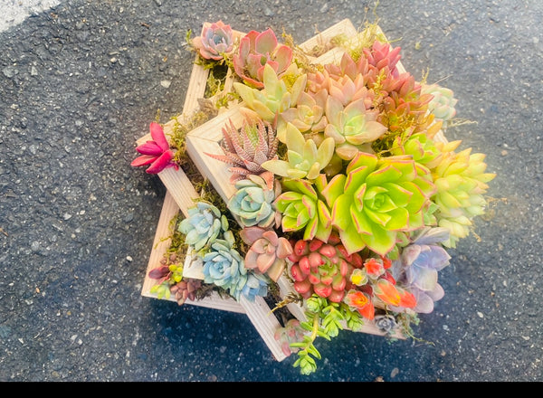 A Succulent arrangement