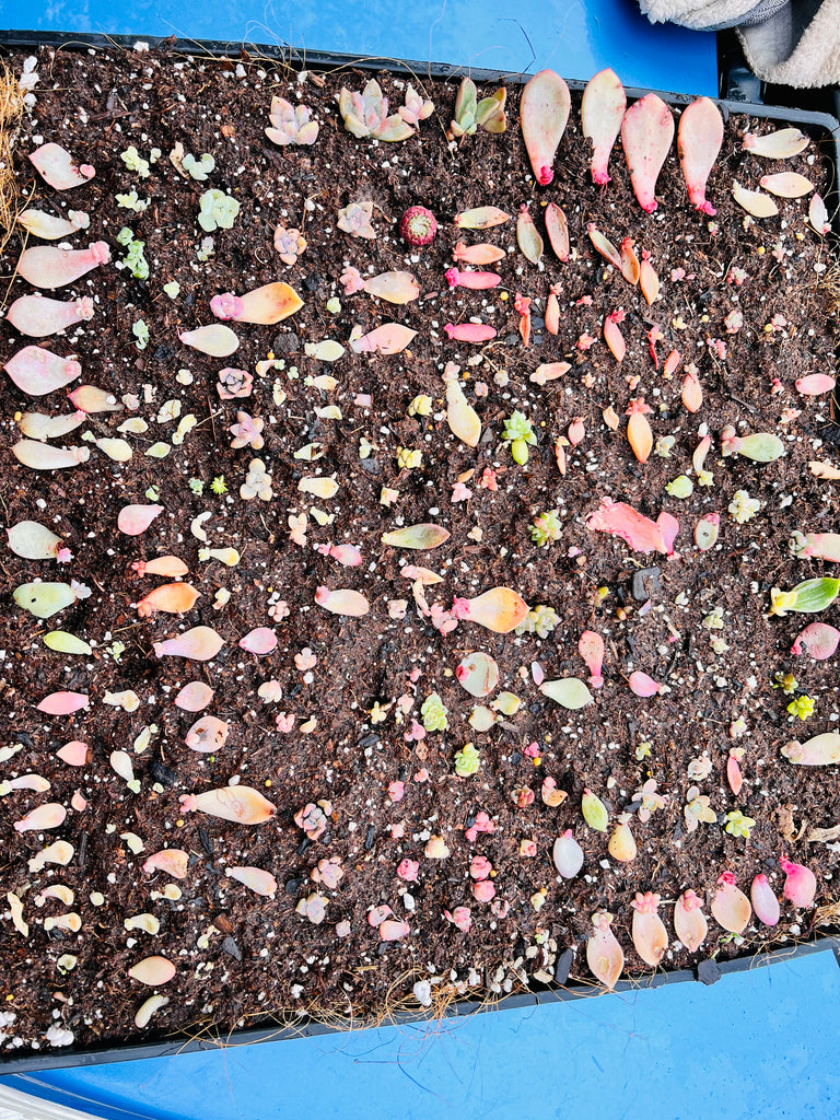 How I propagate succulent leaves and cuttings