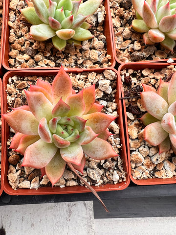 Rare Echeveria Eokusyo