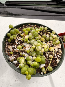 6 inch Potted Varigated String of pearls