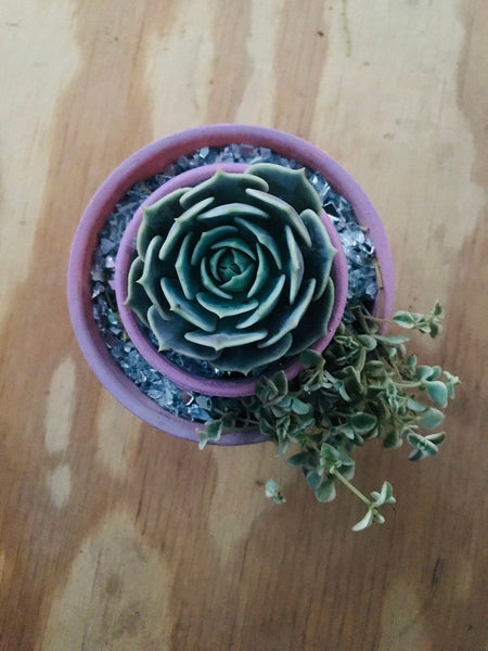 Succulent arrangemets for baby showers, parties and weddings|succulent favors|succulent gifts |succulent party favors